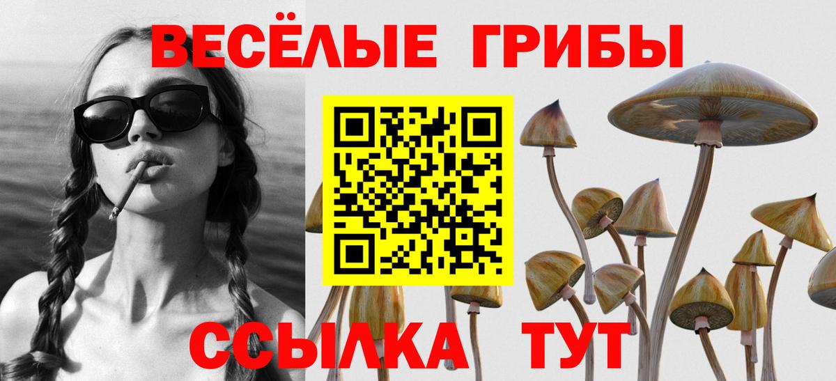 Псилоцибиновые грибы Psilocybine cubensis  где найти   Галлюциногенные грибы Psilocybe  Гай  Вход с VPN 